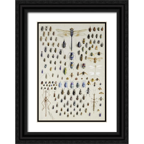 One Hundred and Fifty Insects Black Ornate Wood Framed Art Print with Double Matting by Rowan, Nmarian Ellis