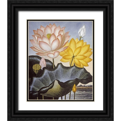 Sacred Egyptian Bean Black Ornate Wood Framed Art Print with Double Matting by Thornton, Robert John