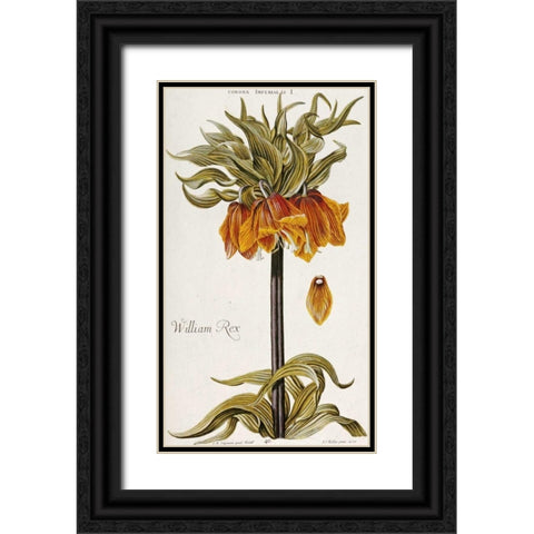 Corona Imperialis Black Ornate Wood Framed Art Print with Double Matting by Trew, Christoph Jacob