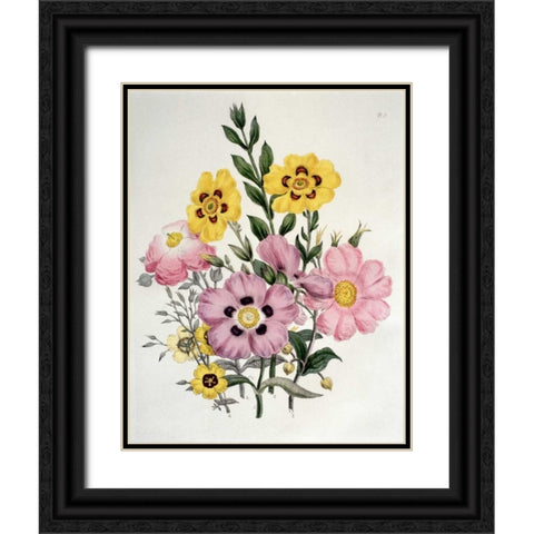 Yellow and Pink Mixed Flowers. Cistus Black Ornate Wood Framed Art Print with Double Matting by Burne-Jones, Sir Edward