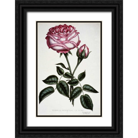 Hybrid, Perpetual, La Reine Black Ornate Wood Framed Art Print with Double Matting by Curtis, Henry