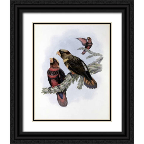 Banded Lory Black Ornate Wood Framed Art Print with Double Matting by Glover, John