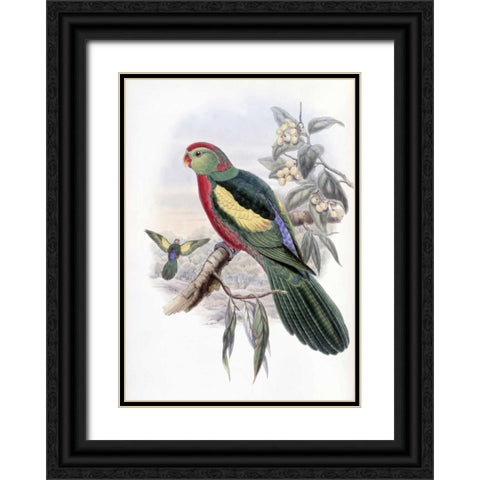 Beautiful King Parrot Black Ornate Wood Framed Art Print with Double Matting by Glover, John