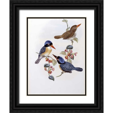 Black Faced Kingfisher Black Ornate Wood Framed Art Print with Double Matting by Glover, John