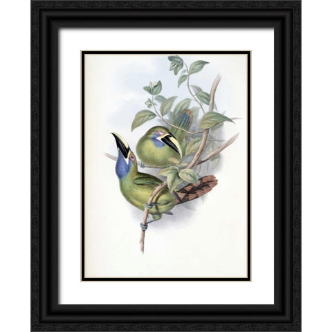 Blue-Throated Groove-Bill - Toucan Black Ornate Wood Framed Art Print with Double Matting by Glover, John
