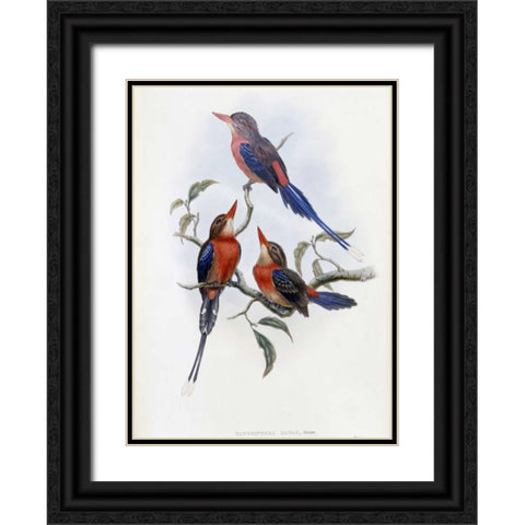 Crimson and Brown Kingfisher Black Ornate Wood Framed Art Print with Double Matting by Glover, John