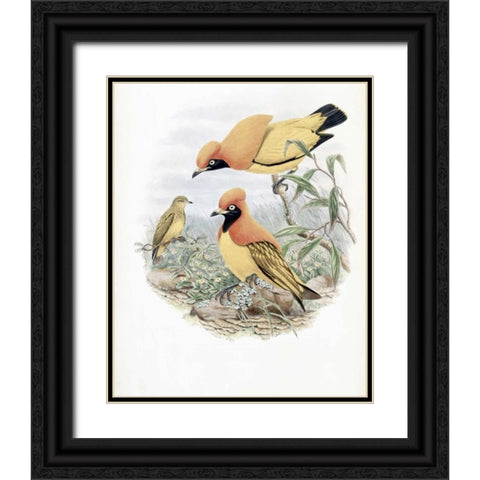 Golden Bird of Paradise Black Ornate Wood Framed Art Print with Double Matting by Glover, John