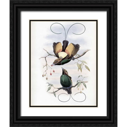Golden-Winged Bird of Paradise Black Ornate Wood Framed Art Print with Double Matting by Glover, John