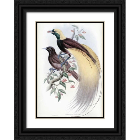 Greater Bird of Paradise Black Ornate Wood Framed Art Print with Double Matting by Glover, John