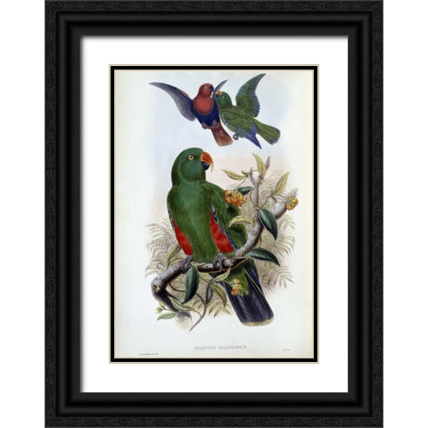 Green Lory Black Ornate Wood Framed Art Print with Double Matting by Glover, John