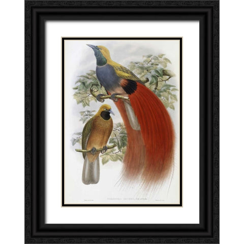 Grey-Chested Bird of Paradise Black Ornate Wood Framed Art Print with Double Matting by Glover, John
