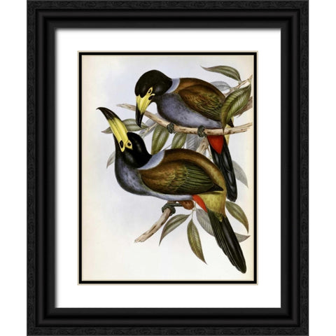 Hooded Hill Toucan Black Ornate Wood Framed Art Print with Double Matting by Glover, John