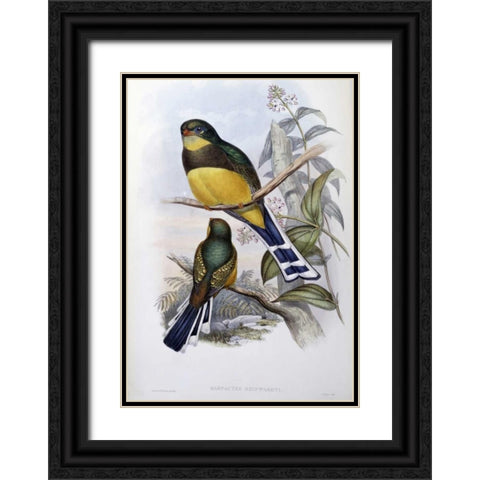 Reinwardts Trogon Black Ornate Wood Framed Art Print with Double Matting by Glover, John