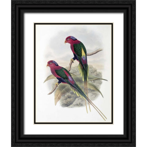 Stella Parakeet Black Ornate Wood Framed Art Print with Double Matting by Glover, John