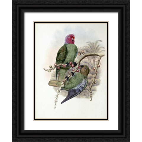 Tenimber Parrot Black Ornate Wood Framed Art Print with Double Matting by Glover, John