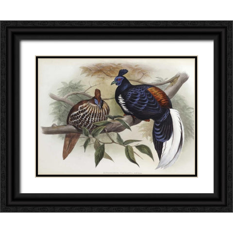 Vieillots Fireback Black Ornate Wood Framed Art Print with Double Matting by Glover, John