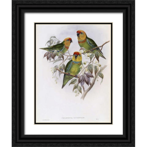 Western Perroquet Black Ornate Wood Framed Art Print with Double Matting by Glover, John