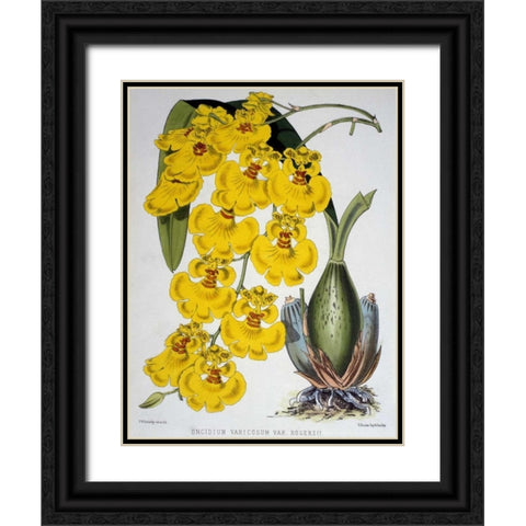 Oncidium Varicosum Var. Rogers II Black Ornate Wood Framed Art Print with Double Matting by Jennings, Samuel