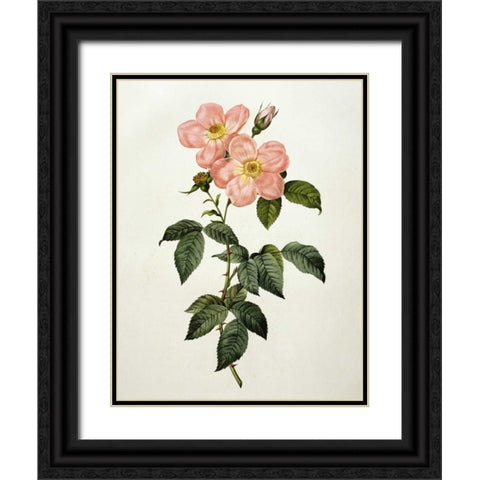 Rosa Indica Frangras - Flora Simplici Black Ornate Wood Framed Art Print with Double Matting by Redoute, Pierre Joseph