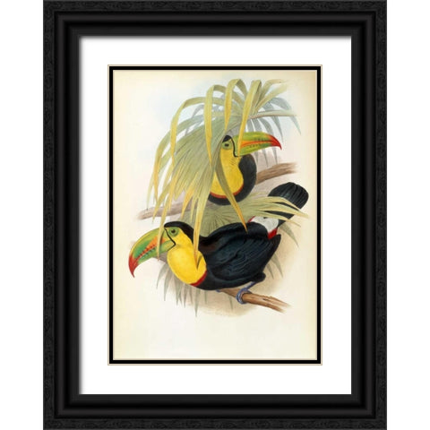 Short Billed Toucan Black Ornate Wood Framed Art Print with Double Matting by Glover, John