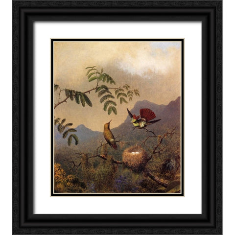 Frilled Coquette Black Ornate Wood Framed Art Print with Double Matting by Heade, Martin Johnson