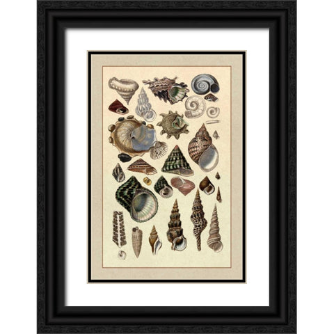 Shells: Trachelipoda #3 Black Ornate Wood Framed Art Print with Double Matting by Sowerby, G.B.