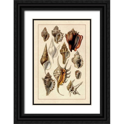 Shells: Trachelipoda #5 Black Ornate Wood Framed Art Print with Double Matting by Sowerby, G.B.