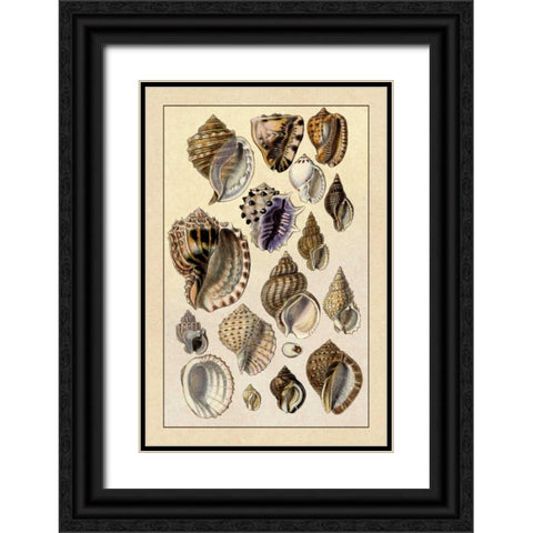Shells: Purpurifera Black Ornate Wood Framed Art Print with Double Matting by Sowerby, G.B.