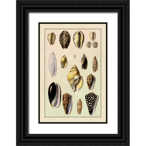 Shells: Convoltae and Orthocerata Black Ornate Wood Framed Art Print with Double Matting by Sowerby, G.B.