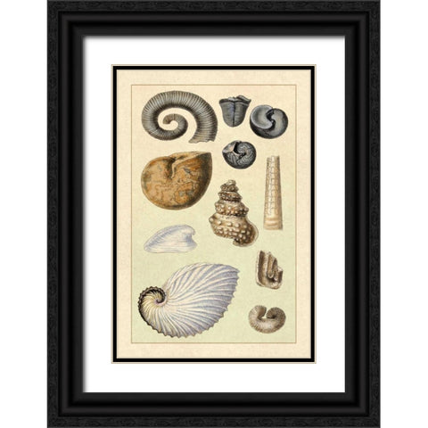 Shells: Ammonacea Black Ornate Wood Framed Art Print with Double Matting by Sowerby, G.B.