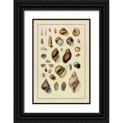 Shells: Sessile Cirripedes #2 Black Ornate Wood Framed Art Print with Double Matting by Sowerby, G.B.