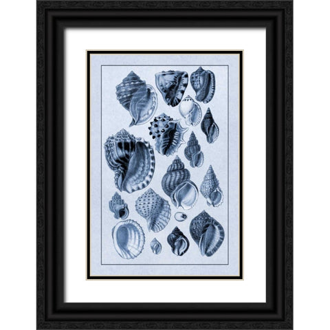 Shells: Purpurifera (Blue) Black Ornate Wood Framed Art Print with Double Matting by Sowerby, G.B.