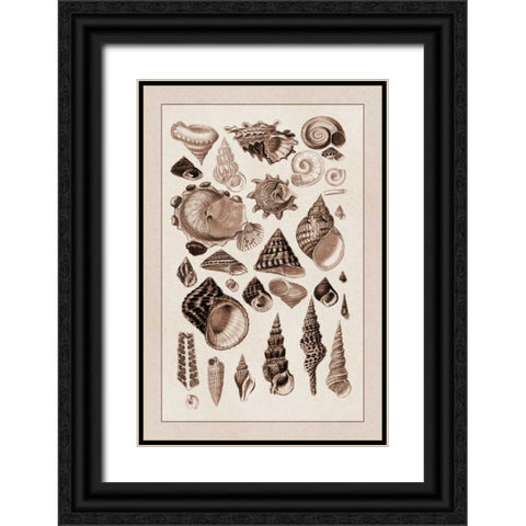 Shells: Trachelipoda #3 (Sepia) Black Ornate Wood Framed Art Print with Double Matting by Sowerby, G.B.