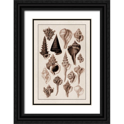 Shells: Trachelipoda #4 (Sepia) Black Ornate Wood Framed Art Print with Double Matting by Sowerby, G.B.