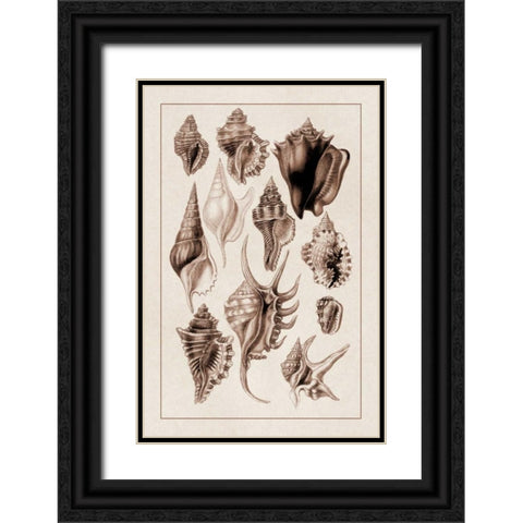 Shells: Trachelipoda #5 (Sepia) Black Ornate Wood Framed Art Print with Double Matting by Sowerby, G.B.