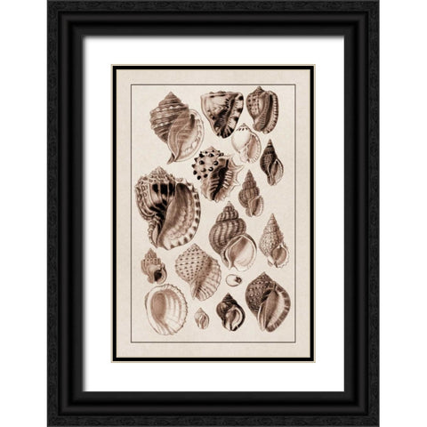 Shells: Purpurifera (Sepia) Black Ornate Wood Framed Art Print with Double Matting by Sowerby, G.B.