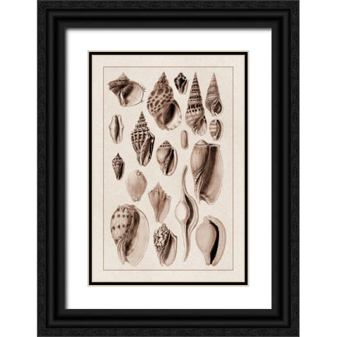 Shells: Trachelipoda #6 (Sepia) Black Ornate Wood Framed Art Print with Double Matting by Sowerby, G.B.