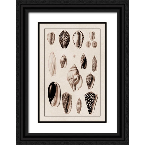 Shells: Convoltae and Orthocerata (Sepia) Black Ornate Wood Framed Art Print with Double Matting by Sowerby, G.B.