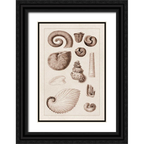 Shells: Ammonacea (Sepia) Black Ornate Wood Framed Art Print with Double Matting by Sowerby, G.B.