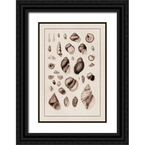 Shells: Sessile Cirripedes #2 (Sepia) Black Ornate Wood Framed Art Print with Double Matting by Sowerby, G.B.