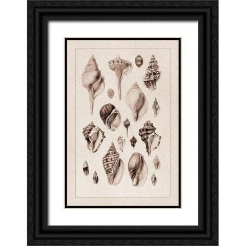 Shells: Sessile Cirripedes #3 (Sepia) Black Ornate Wood Framed Art Print with Double Matting by Sowerby, G.B.
