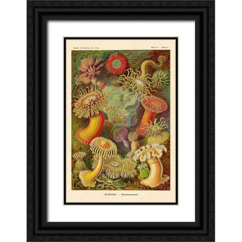 Haeckel Nature Illustrations: Actiniae Black Ornate Wood Framed Art Print with Double Matting by Haeckel, Ernst