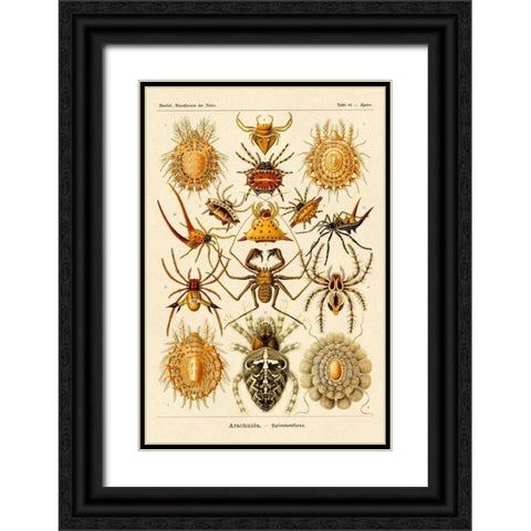 Haeckel Nature Illustrations: Spiders Black Ornate Wood Framed Art Print with Double Matting by Haeckel, Ernst