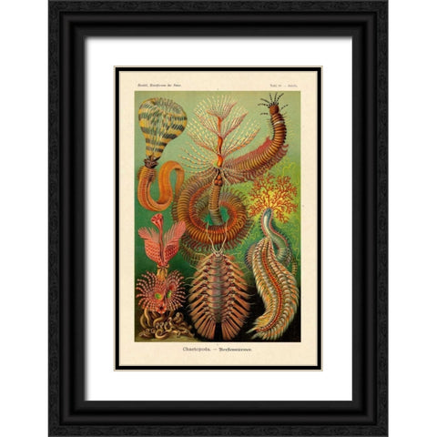 Haeckel Nature Illustrations: Worms Black Ornate Wood Framed Art Print with Double Matting by Haeckel, Ernst