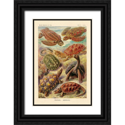 Haeckel Nature Illustrations: Turtles Black Ornate Wood Framed Art Print with Double Matting by Haeckel, Ernst