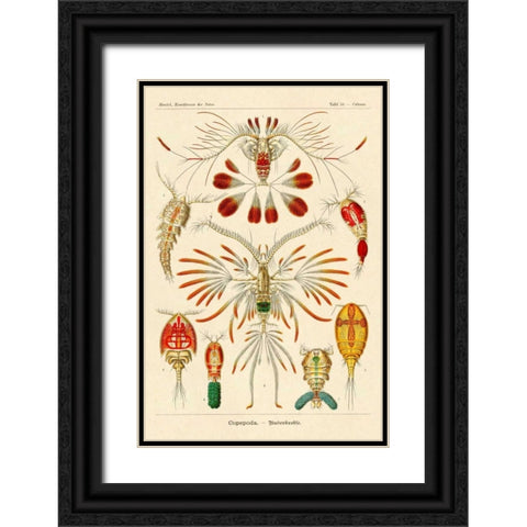 Haeckel Nature Illustrations: Crustaceans Black Ornate Wood Framed Art Print with Double Matting by Haeckel, Ernst