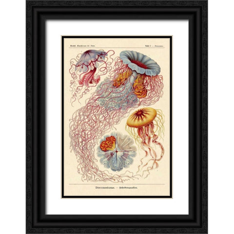 Haeckel Nature Illustrations: Jelly Fish Black Ornate Wood Framed Art Print with Double Matting by Haeckel, Ernst