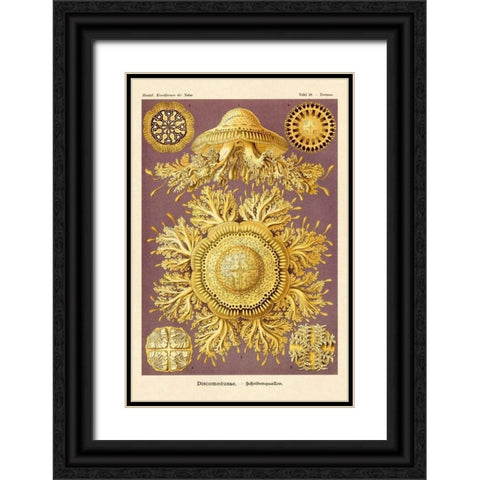 Haeckel Nature Illustrations: Jelly Fish Black Ornate Wood Framed Art Print with Double Matting by Haeckel, Ernst