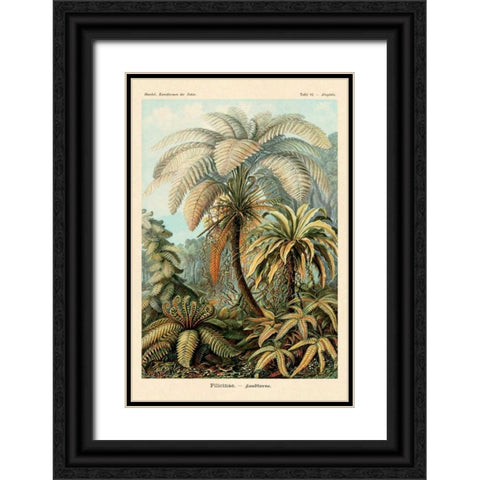 Haeckel Nature Illustrations: Ferns Black Ornate Wood Framed Art Print with Double Matting by Haeckel, Ernst