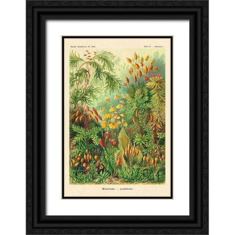 Haeckel Nature Illustrations: Muscinae Black Ornate Wood Framed Art Print with Double Matting by Haeckel, Ernst